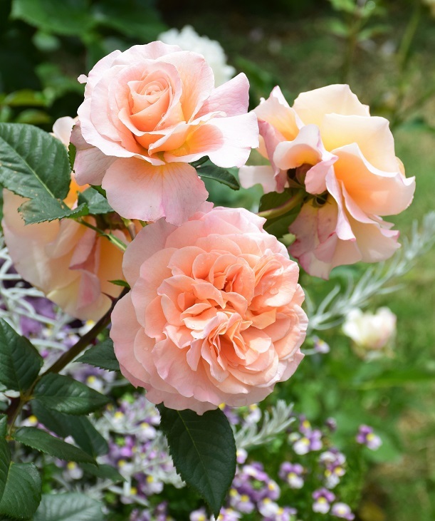 5月のバラを振り返って5 バラとハーブのある暮らし Salon De Roses 5月のバラを振り返って5 バラとハーブのある暮らし Salon De Roses