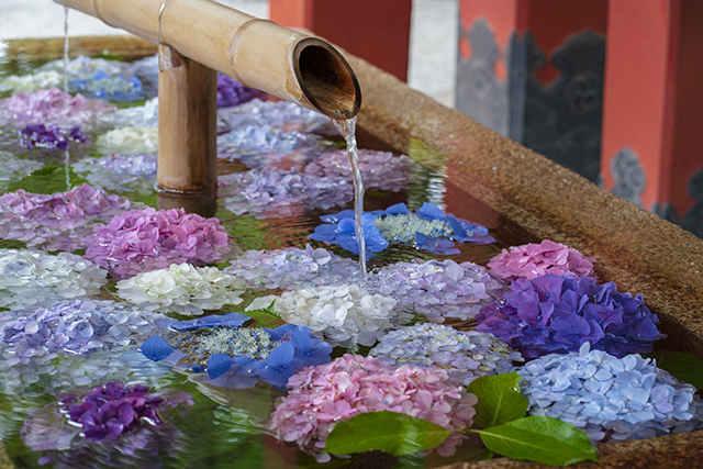 鶴岡八幡宮の 花手水あじさい エーデルワイスブログ