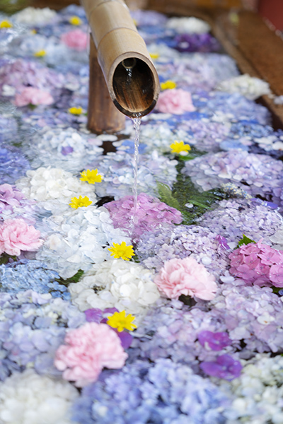 鶴岡八幡宮の 花手水あじさい エーデルワイスブログ