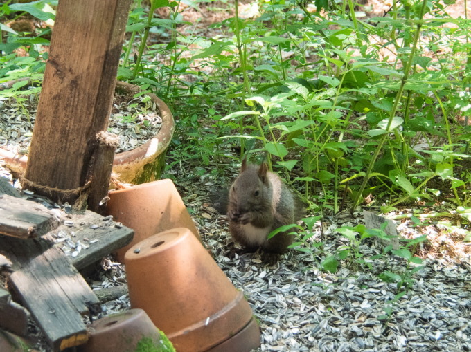 今日は上からエゾシマリスさん下からエゾリス君(こりすちゃん?)_f0276498_21482515.jpg