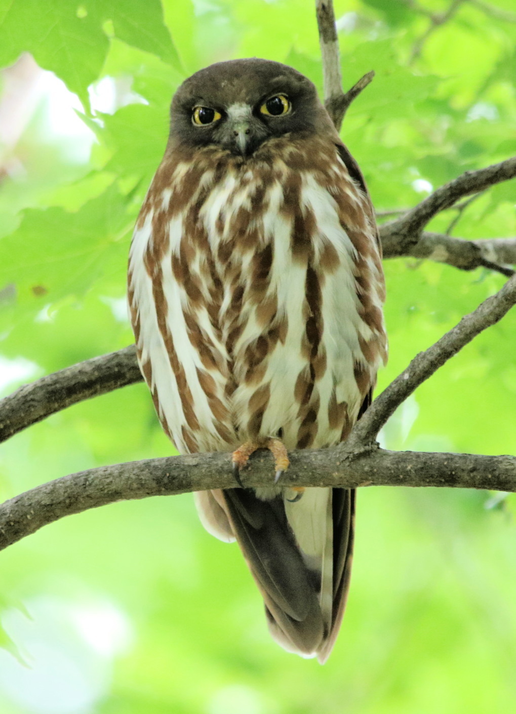アオバズク : 今日の鳥さんⅡ