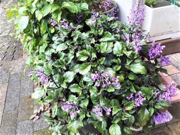 モナラベンダー だんご虫の花