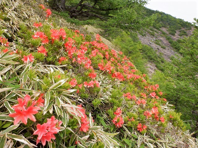 上信越　迷路のような天狗の露地から浅間山群の秘峰 剣ヶ峰へ　　　　　Mount Kengamine in Jōshin\'etsu-kōgen National Park_f0308721_15164996.jpg