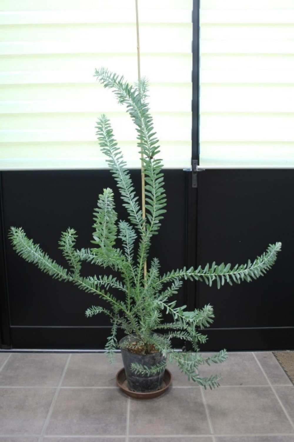 アカシア ブルーブッシュ 販売 画像 写真 価格 値段 庭木 安行 植木 シンボルツリー お問合せ商品 田中園 Shop Tanakaen Jp Web Magazine