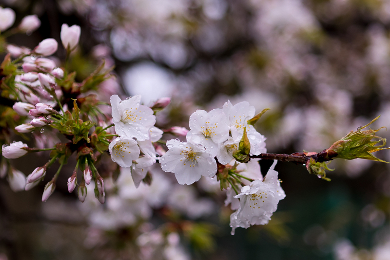 2021桜咲く京都　千眼桜咲く（大原野神社）_f0155048_20321209.jpg