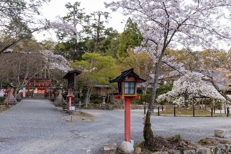 2021桜咲く京都　千眼桜咲く（大原野神社）_f0155048_20332295.jpg