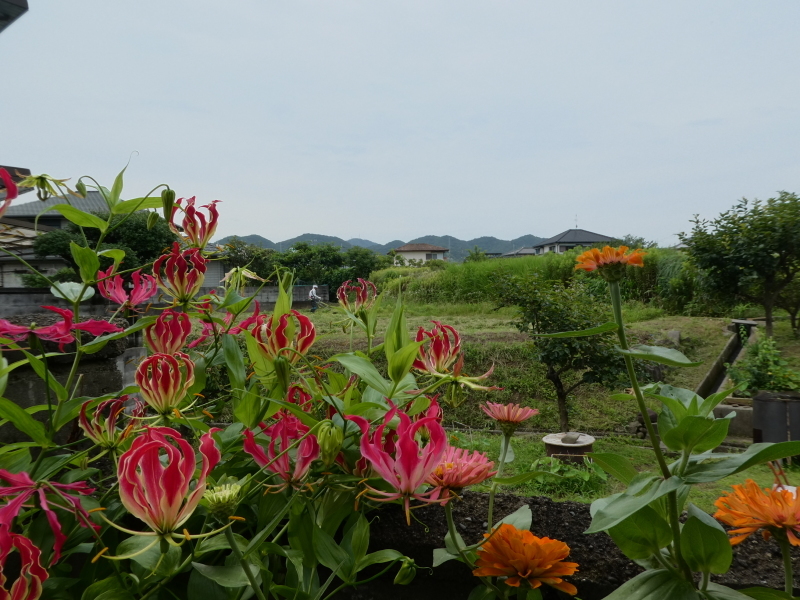 梅雨の休憩中に 花壇の手入れ 我が家の花壇 活き生き In 岬町