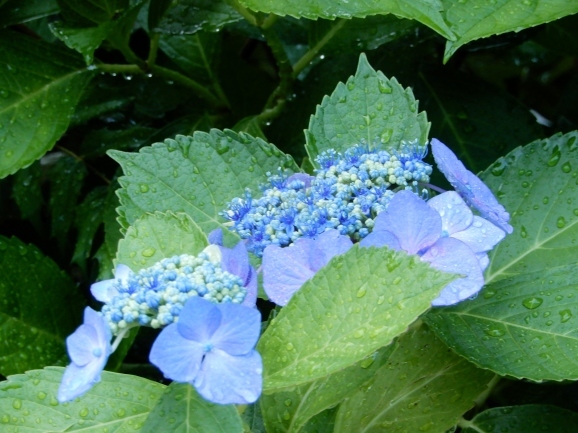 紫陽花染め歌（song of dying hydrangea）_c0345705_11240834.jpg