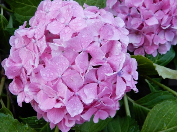 紫陽花染め歌（song of dying hydrangea）_c0345705_11280361.jpg