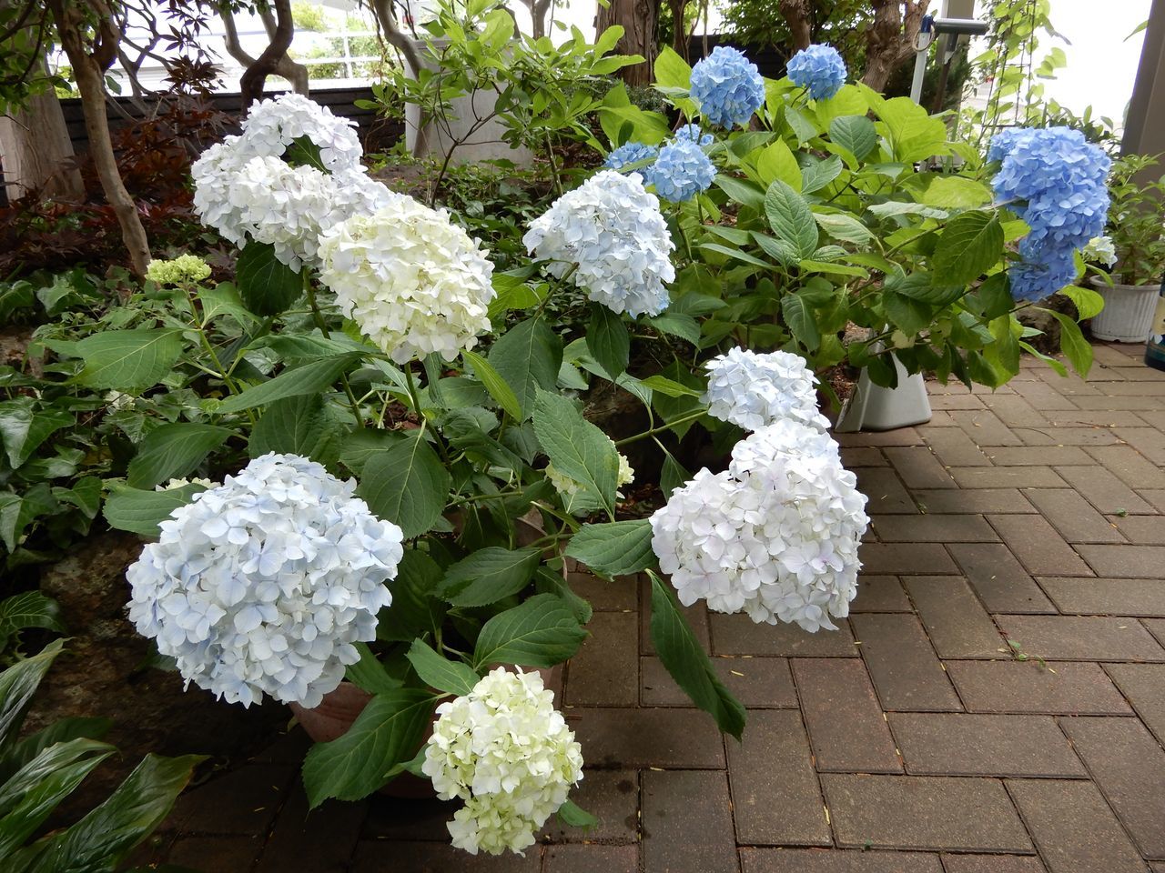 メダカの日_c0025115_20430603.jpg