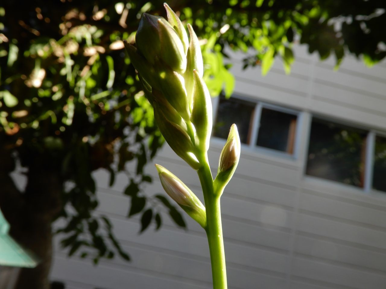 メダカの日_c0025115_20450643.jpg