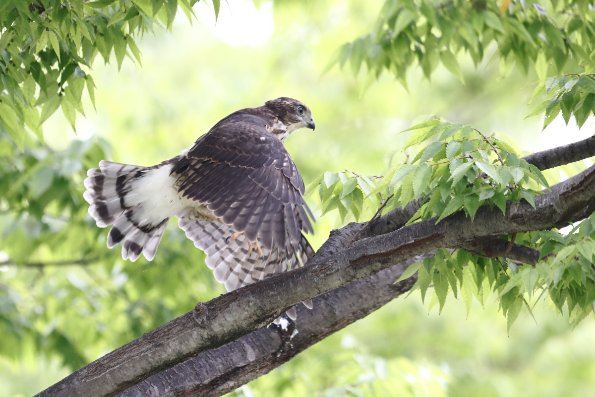 ツミ 幼鳥の巣立ち ④ むち打ち症 ?_f0369315_16582007.jpg