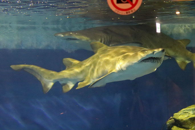 しながわ水族館~圧巻!二頭の巨大シロワニ!!①(August 2020)_b0355317_14034377.jpg