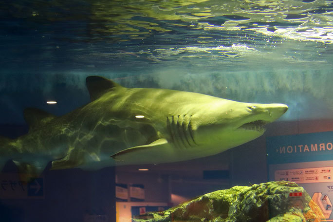 しながわ水族館~圧巻!二頭の巨大シロワニ!!①(August 2020)_b0355317_14093718.jpg