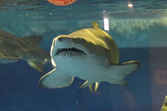 しながわ水族館~圧巻!二頭の巨大シロワニ!!①(August 2020)_b0355317_14104056.jpg