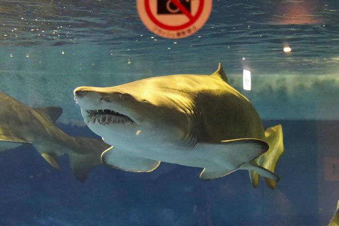 しながわ水族館~圧巻!二頭の巨大シロワニ!!①(August 2020)_b0355317_14115801.jpg