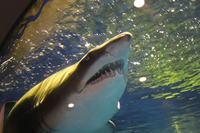 しながわ水族館~圧巻!二頭の巨大シロワニ!!①(August 2020)_b0355317_14134741.jpg