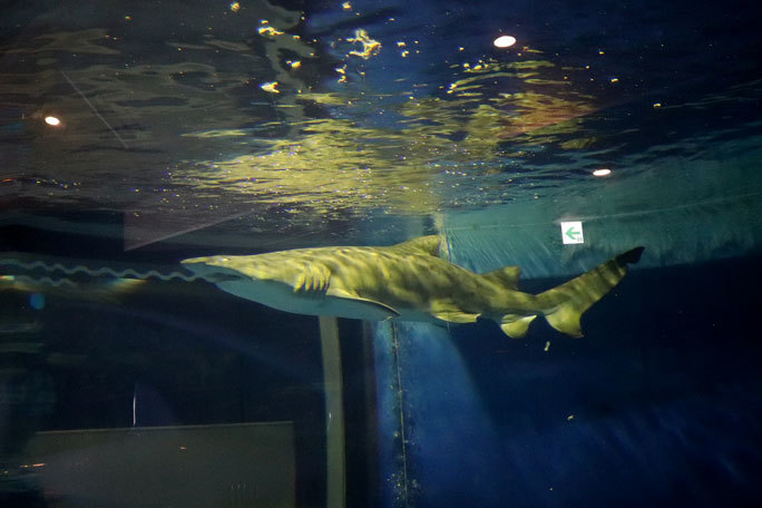 しながわ水族館~圧巻!二頭の巨大シロワニ!!①(August 2020)_b0355317_14222098.jpg