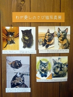 『わが愛しのさび猫写真展』その2_c0248618_13591495.jpg