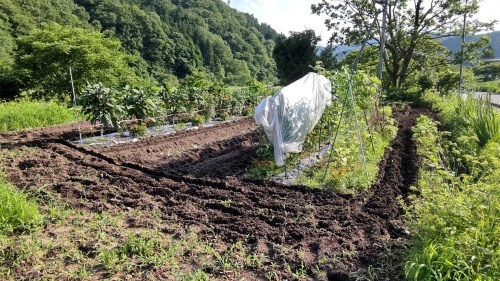 珍しい花の写メが届きました チドルばぁばの家庭菜園日誌パート2 珍しい花の写メが届きました チドルばぁばの家庭菜園日誌パート2