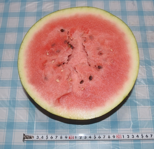 大玉スイカ 1個だけ収穫 他は全滅 のんびり果樹栽培と家庭菜園を楽しむ