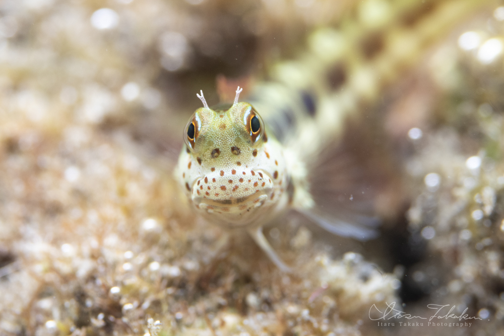 ギンポと稚魚の楽園！_b0186442_09351093.jpg