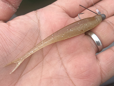 カッコイイ北の魚を求めて その１ Waterlettuceのブログ