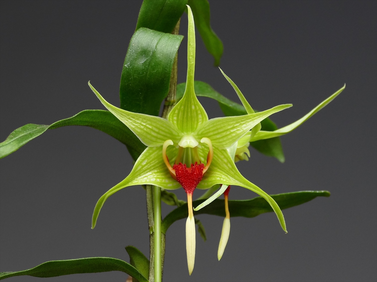 Dendrobium (Den.) tobaense : 花咲かじいちゃん洋らん栽培 Dendrobium (Den.) tobaense : 花咲かじいちゃん洋らん栽培