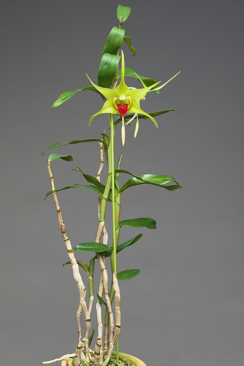 Dendrobium (Den.) tobaense : 花咲かじいちゃん洋らん栽培
