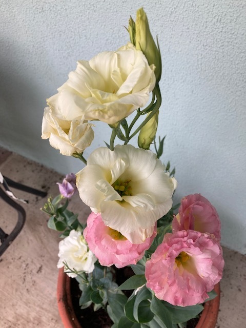 7月の庭_e0350971_14021510.jpg