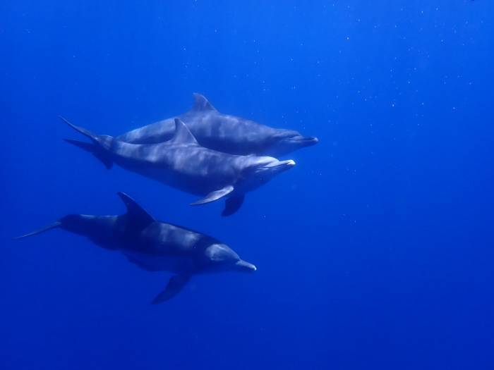 210711 マグロ３連チャン！_a0335173_18470831.jpg