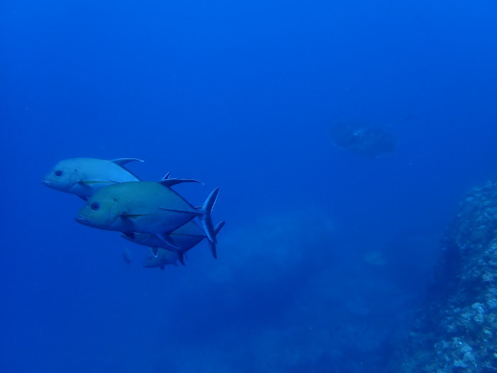 210711 マグロ３連チャン！_a0335173_18470967.jpg