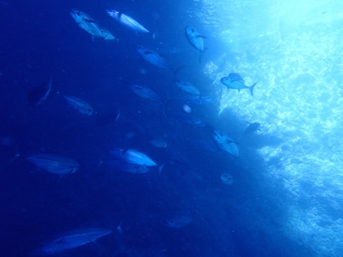 210711 マグロ３連チャン！_a0335173_18471057.jpg