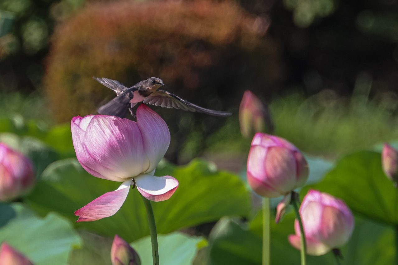 蓮の花に子ツバメ_a0052080_21333009.jpg