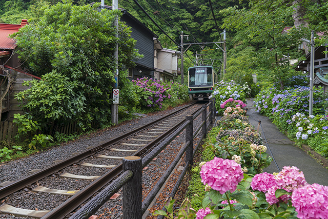 御霊神社前　江ノ電と紫陽花_b0145398_21515728.jpg