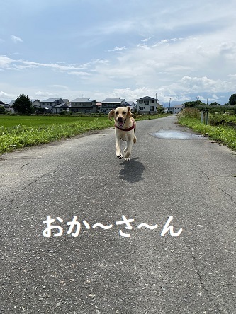 ７月10日は納豆の日だったそうです(過去形)_c0182012_11525813.jpg