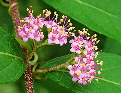 コムラサキの花 樹木見て歩き