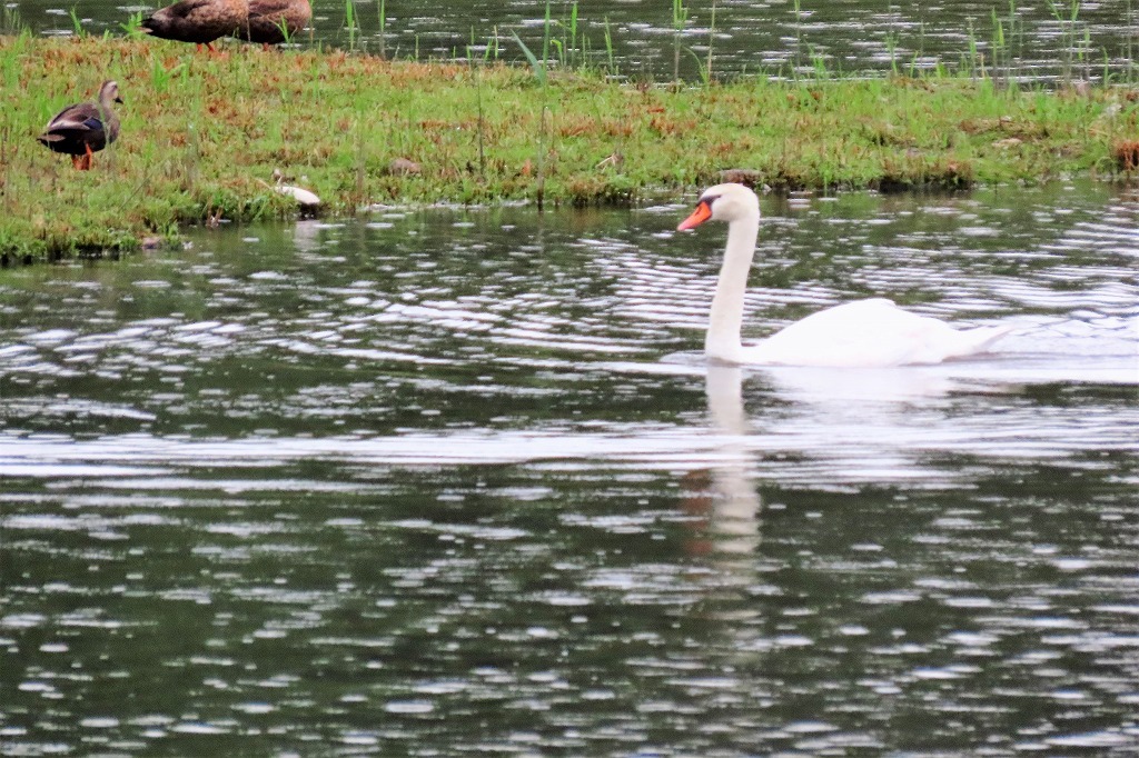 偕楽園公園の池の水鳥たちの様子、など　　_b0236251_14170268.jpg