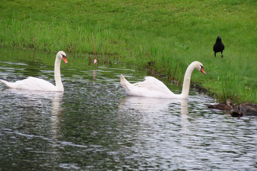 偕楽園公園の池の水鳥たちの様子、など　　_b0236251_14212995.jpg