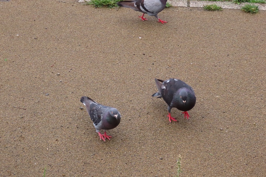 偕楽園公園の池の水鳥たちの様子、など　　_b0236251_14245841.jpg