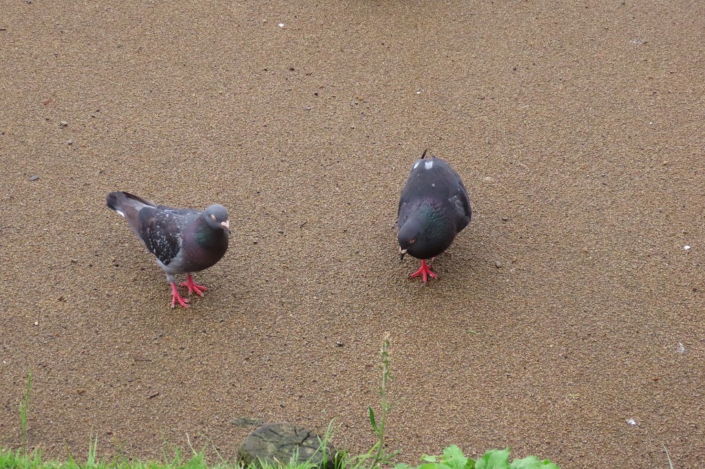 偕楽園公園の池の水鳥たちの様子、など　　_b0236251_14271473.jpg