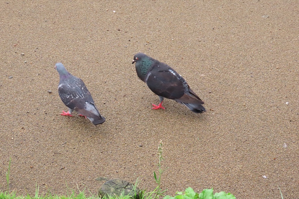 偕楽園公園の池の水鳥たちの様子、など　　_b0236251_14272395.jpg