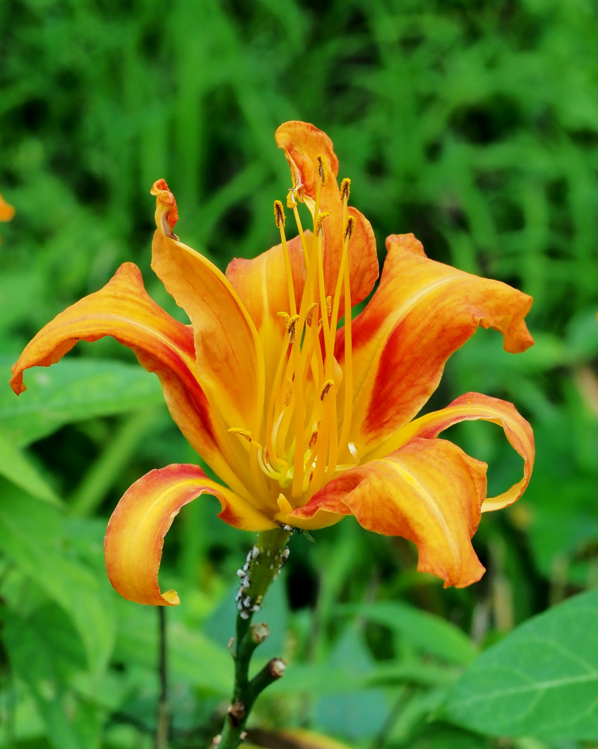 フラワーパークで 去年の花や虫Ⅱ_c0305565_15522403.jpg