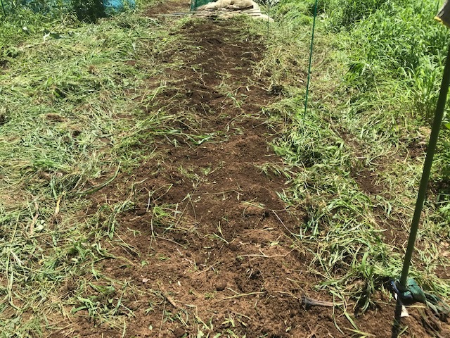 イチゴとネギ移植、トウモロコシにネット7・9～11_c0014967_05554266.jpeg