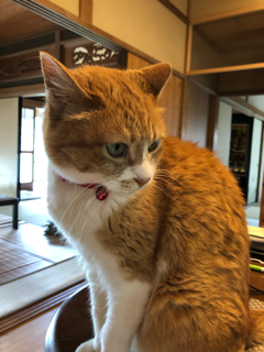 私の朝活_f0363168_10151340.png