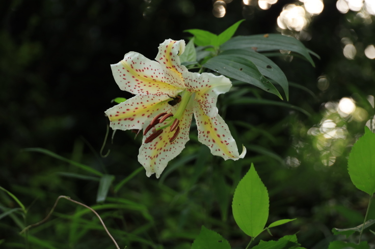 夏の花(10) ~ヤマユリ~ (2021/7/10撮影)_b0369971_16595643.jpg
