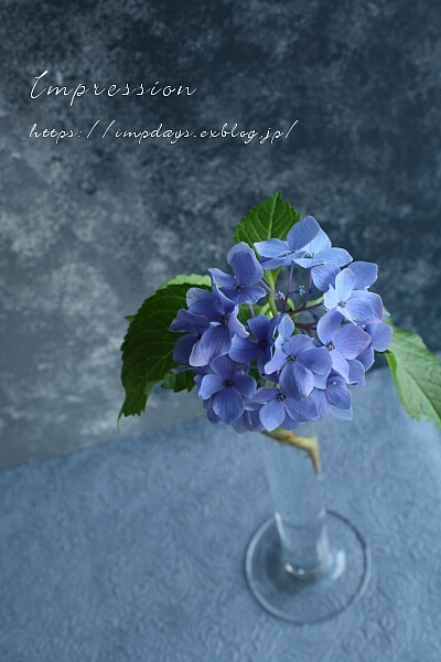 紫陽花　 Hydrangea_a0085317_19015546.jpg