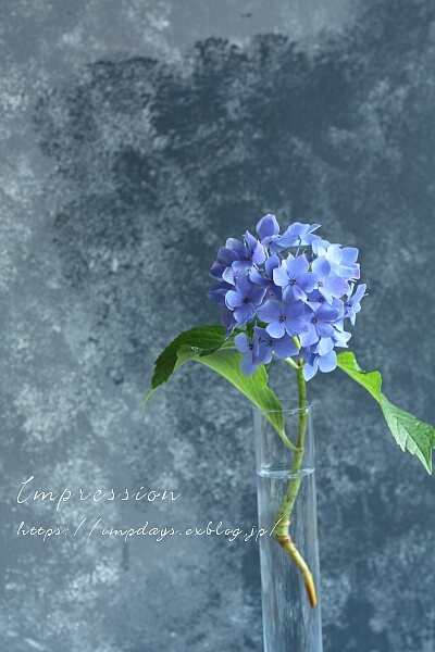 紫陽花　 Hydrangea_a0085317_19015982.jpg