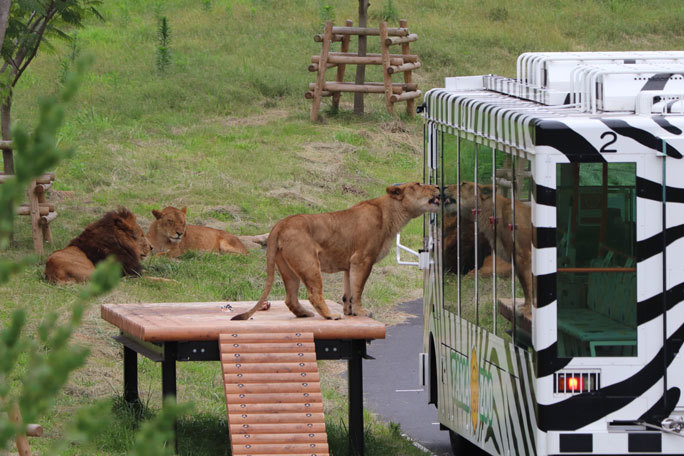 獅子たちの眠りを覚ますサファリバス 帰ってきたライオンバス 多摩動物公園 続々 動物園ありマス