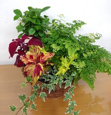 観葉植物 大阪府茨木市の花屋フラワーショップ花ごころ のブログ